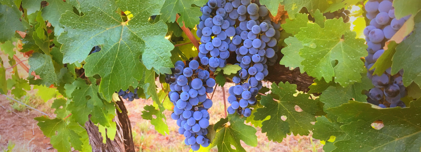 Cael’s Gate grapes on the vineyard 